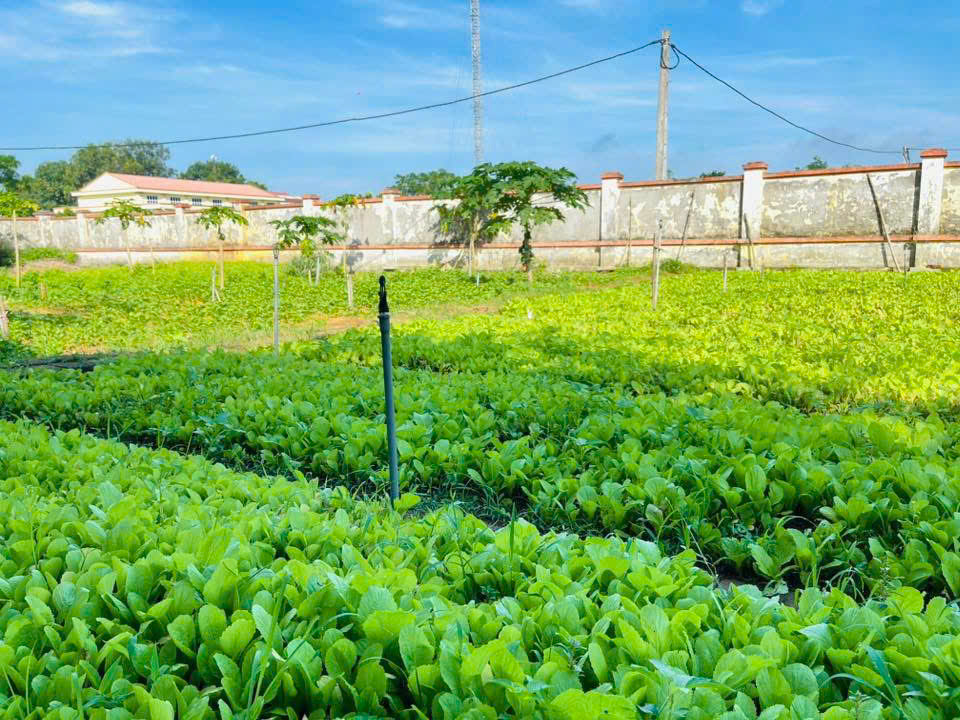 🌱 VƯỜN RAU SẠCH CỦA TRƯỜNG – KHÔNG GIAN XANH NUÔI DƯỠNG TUỔI THƠ 🌱